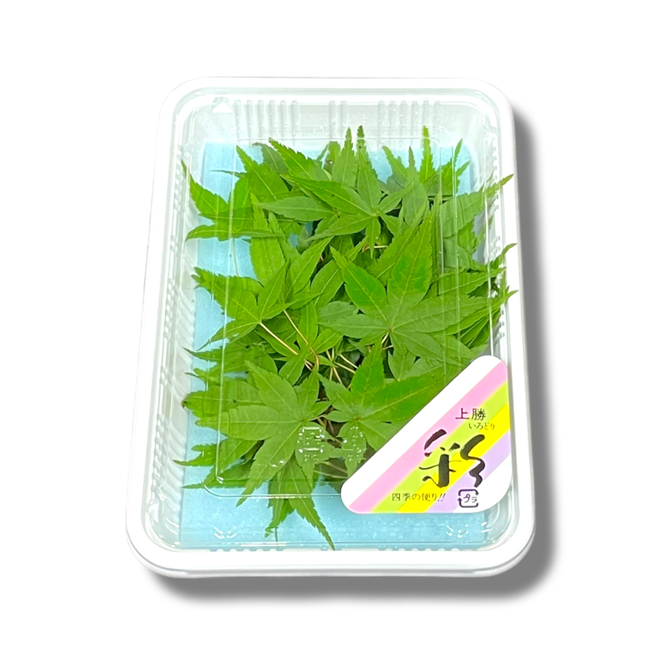 gt/maple leaf