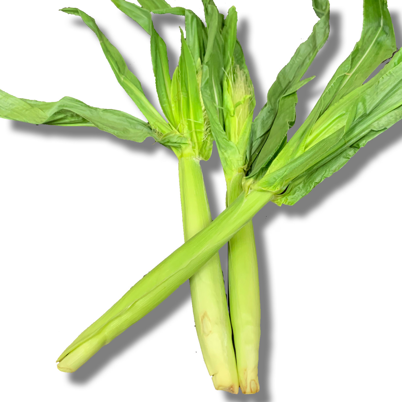 xr[R[/Babycorn