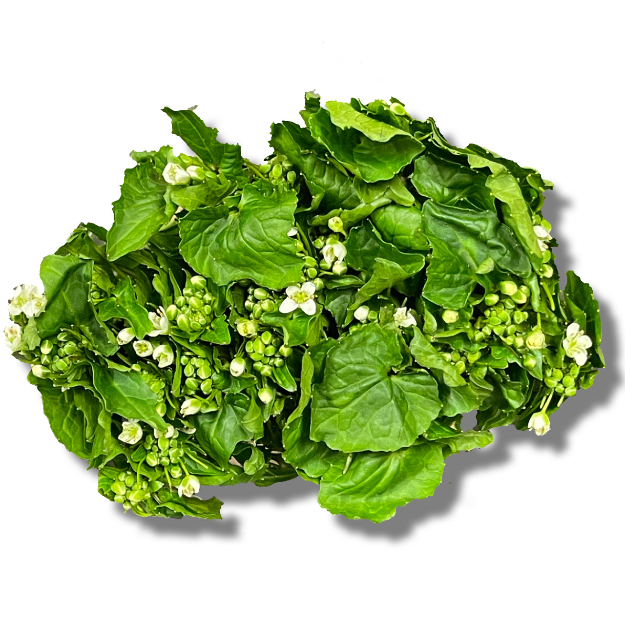 Ԃ킳/Wasabi blossoms