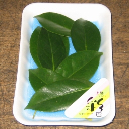 t/Camellia leaves