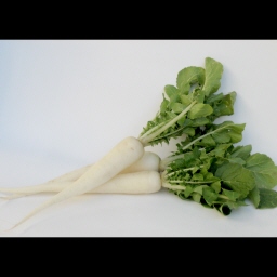Tˑ卪/Kameido Radish