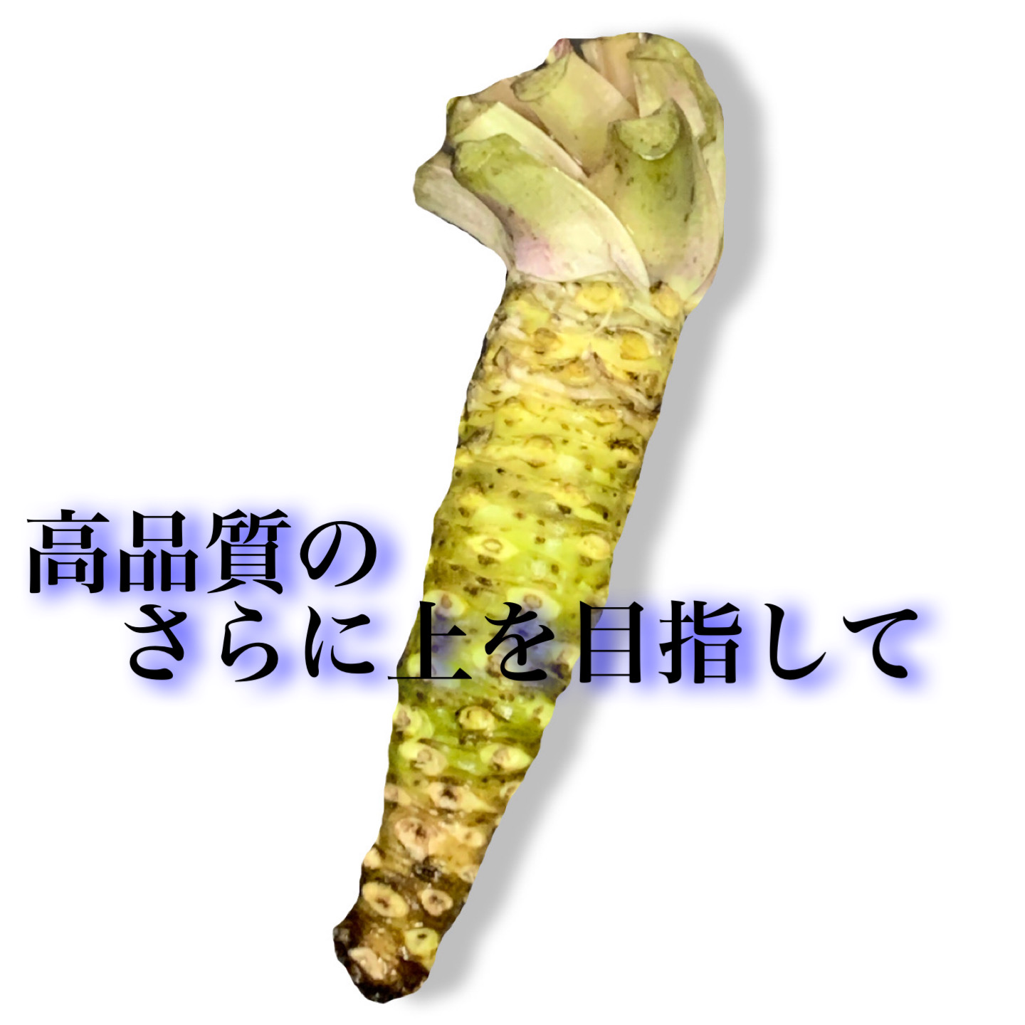 R / Wasabi