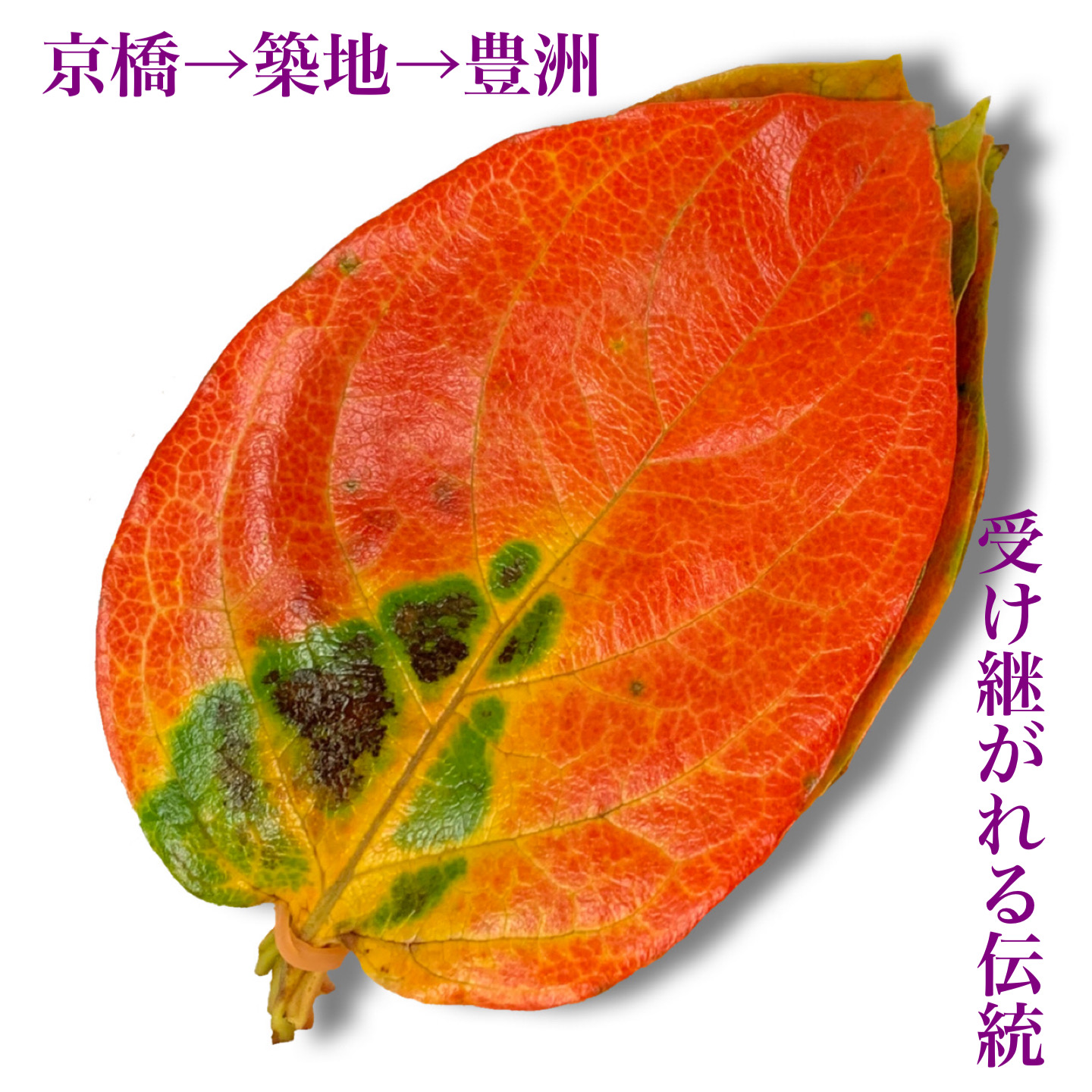 Ԋ`t / red reaf of Persimmon