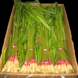 谷中